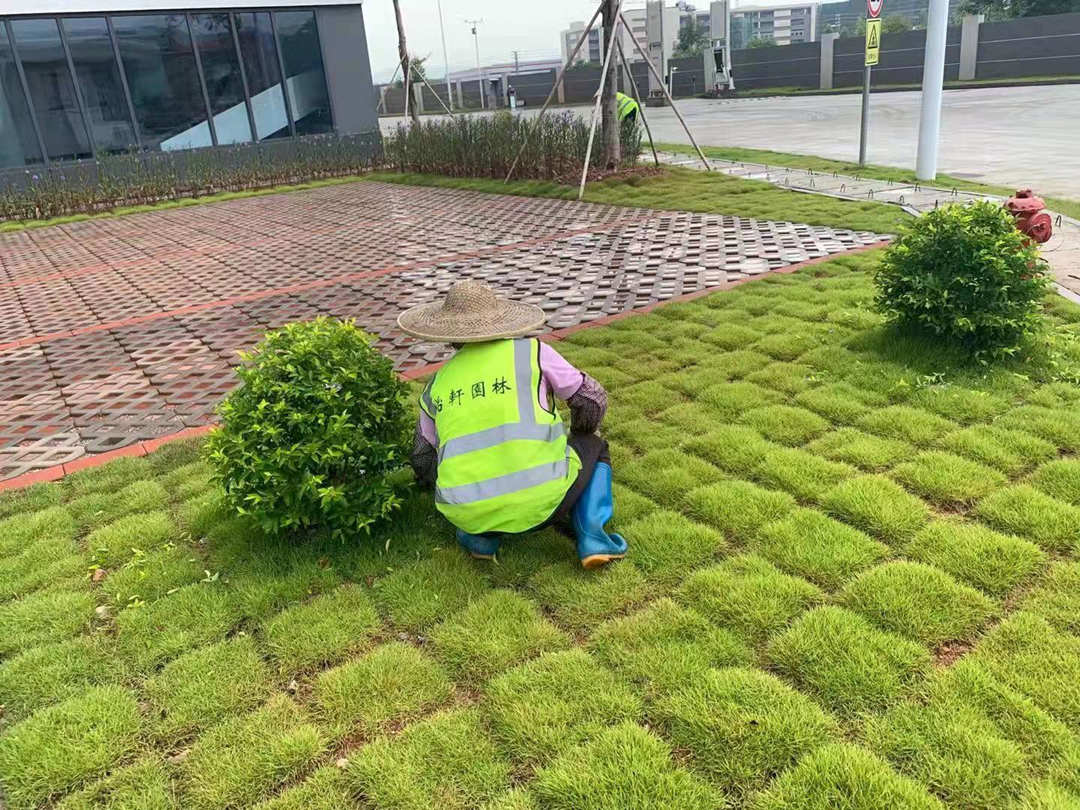 园林绿化工程种植放样中的常见问题与施工要点